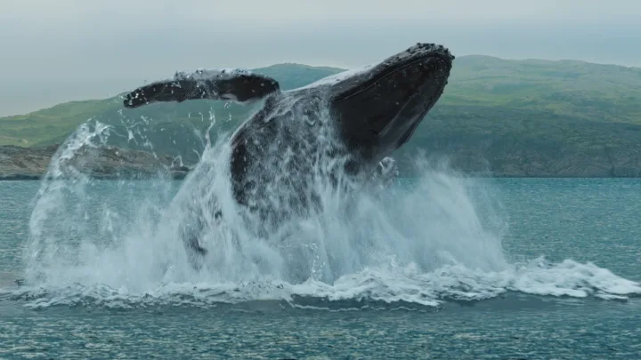 Almagel — VFX & Post